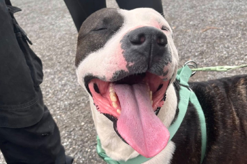 Campaña de adopción cambió la vida de Roxxie y 11 perros más: esta es la historia