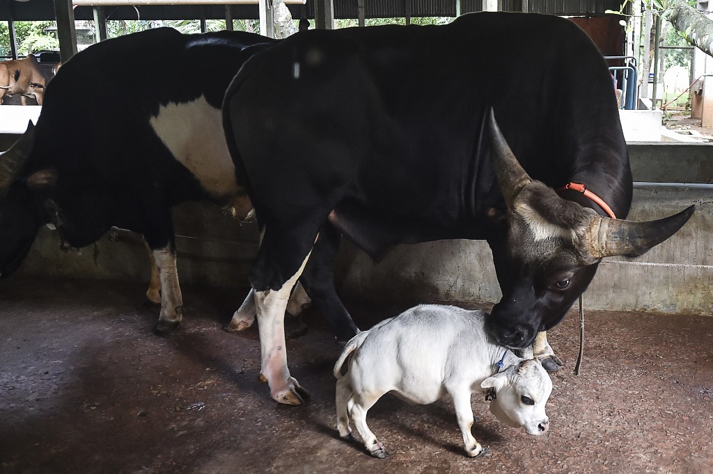 Vaca