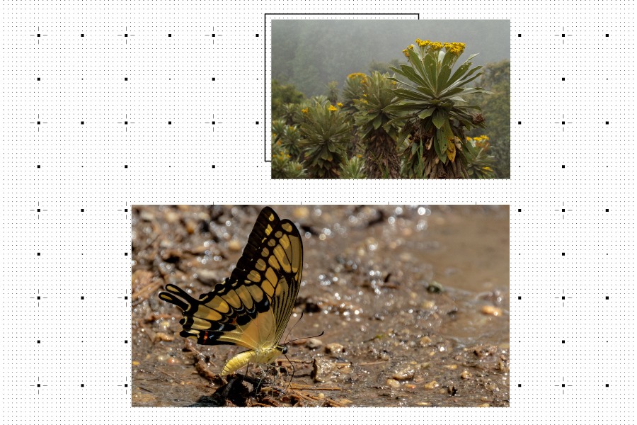 Biodiversidad de Colombia