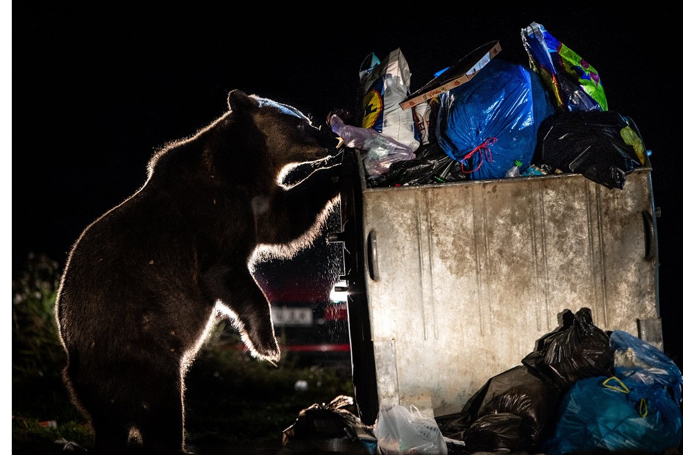 Subcampeón categoría humanos y naturaleza: David Hup, de Países Bajos, capturó el momento en el que un oso pardo estaba husmeando en la basura.