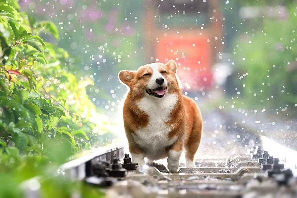 Este 21 de julio se conmemora el Día Mundial del perro. Descubre aquí cómo cuidarlos mejor.