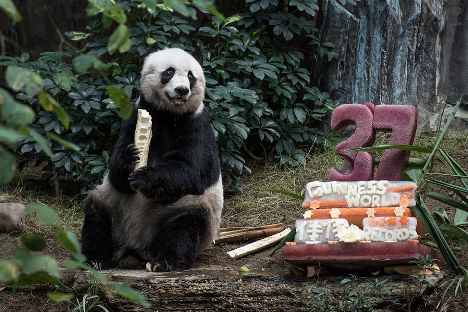 Osa panda gigante más vieja del mundo murió en Hong Kong