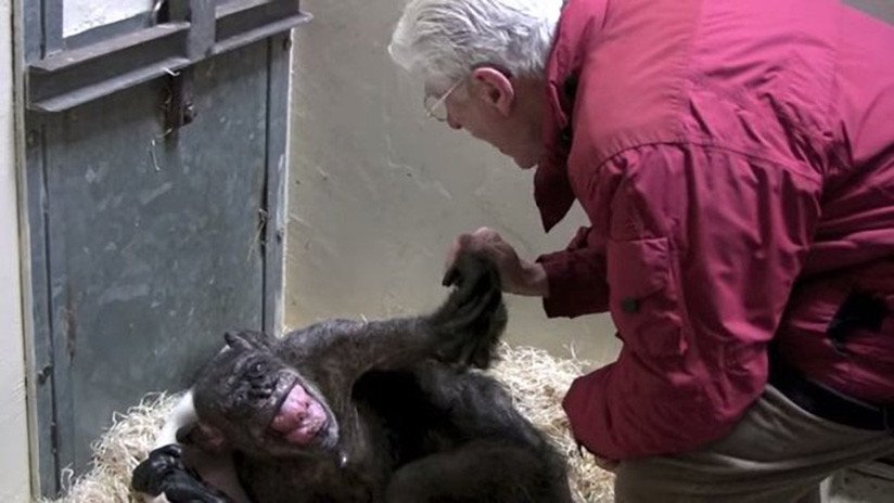 La chimpancé que, antes de morir, sonrió como nunca al ver a un viejo amigo