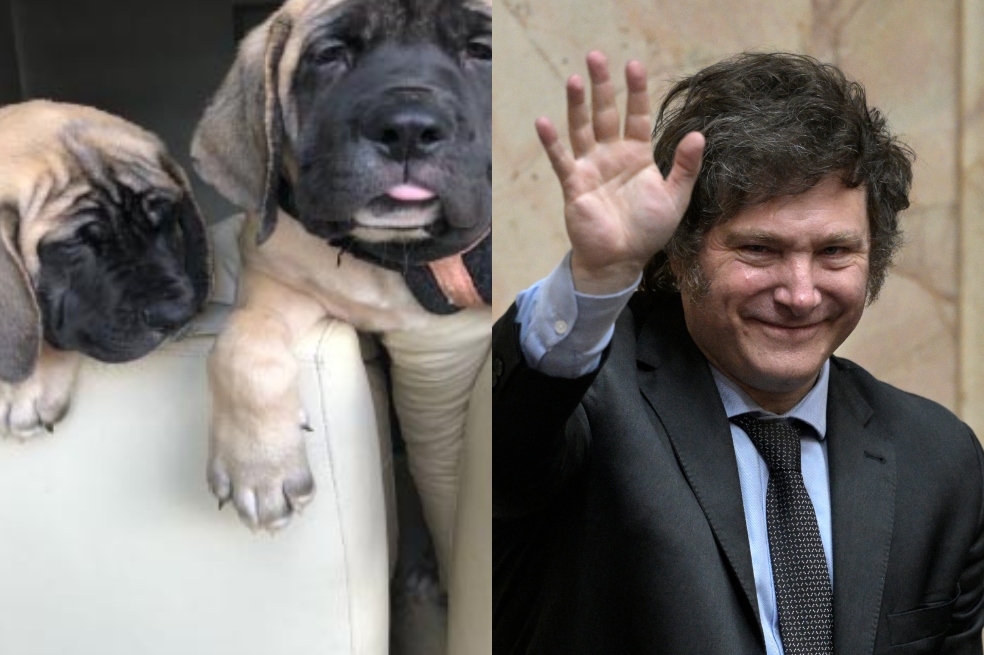 Javier Milei: ¿dónde están los cuatro perros clonados del presidente de Argentina?