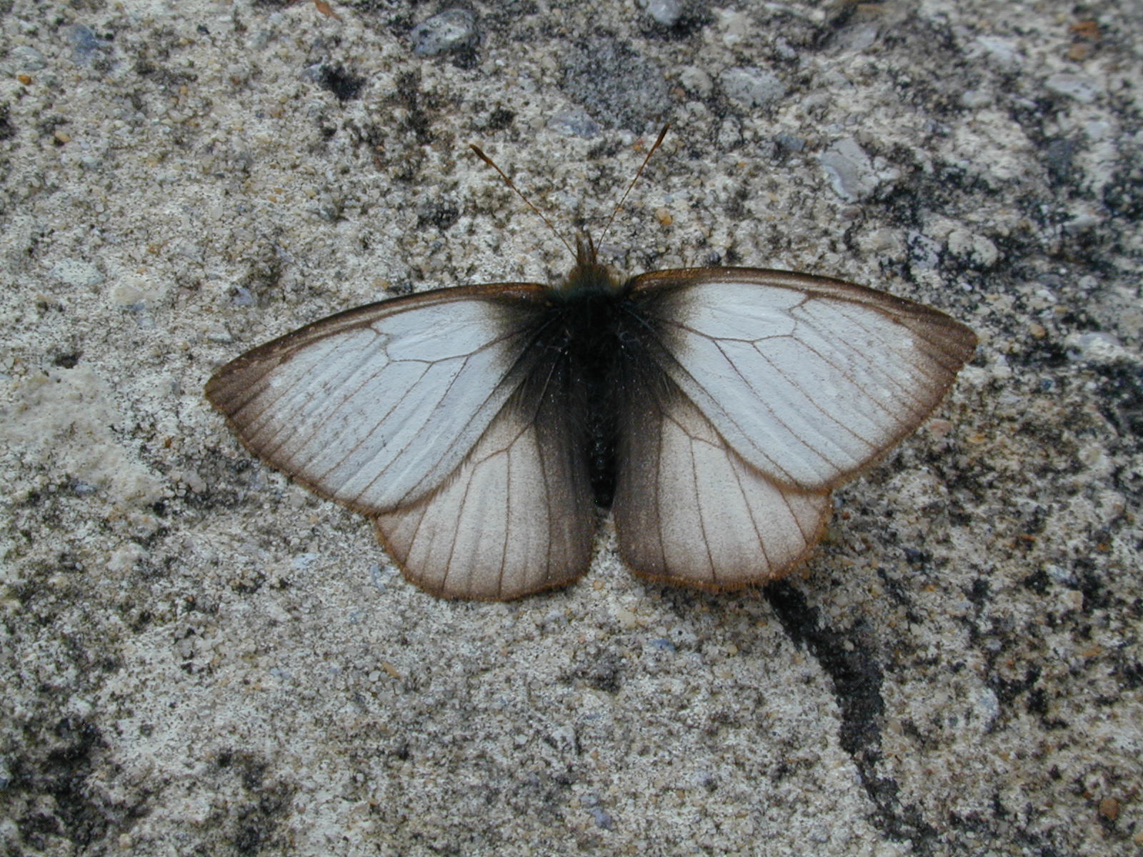 Especie endémica de los páramos del Complejo Guerrero.