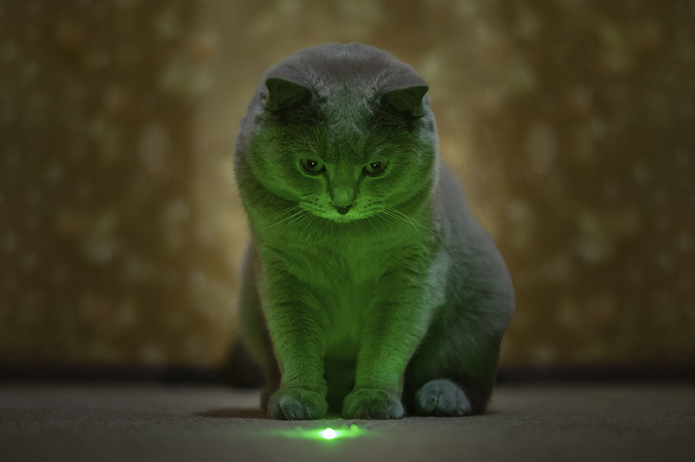 ¿Es bueno jugarles con laser a los gatos? La opinión de un experto