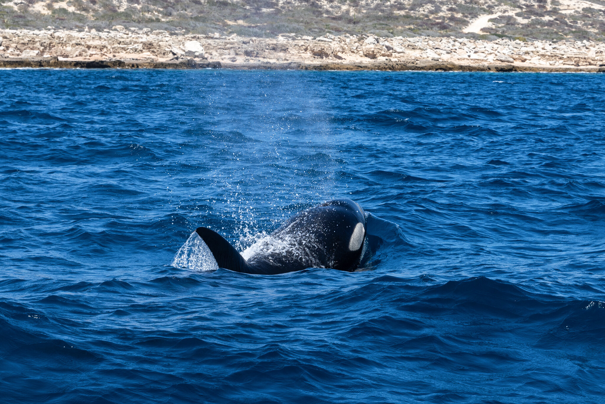 Las orcas embisten a sus presas hasta hacerlas pedazos: así funciona su estrategia