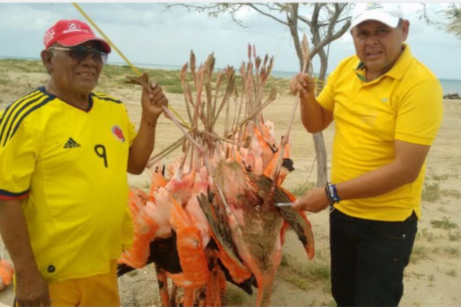 En lo que va del 2017 ya han muerto 50 flamencos por un cableado de luz que se encuentra en el sector de Cardón en La Guajira. / Corpoguajira