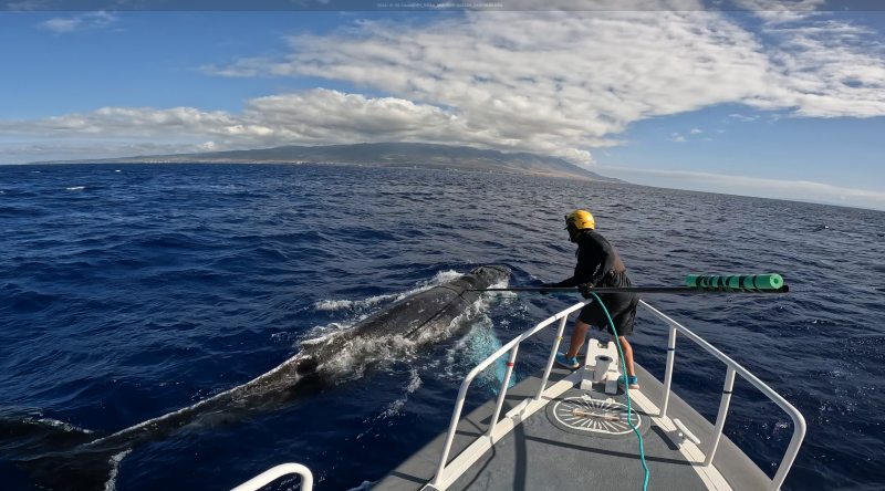 95 ballenas atrapadas en redes y otra basura del océano en solo un año