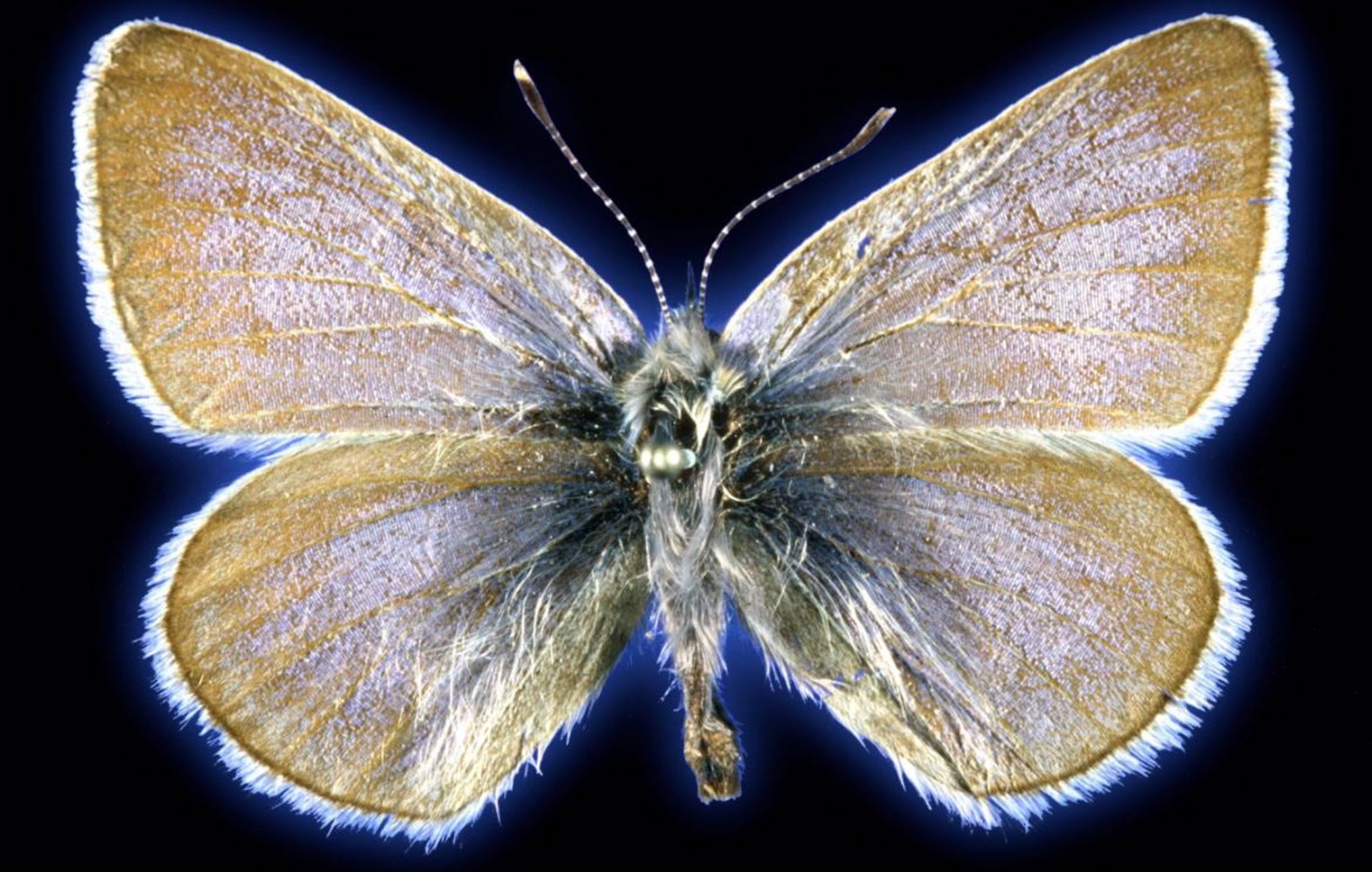 Identifican la primera mariposa en Estados Unidos extinta por actividad humana