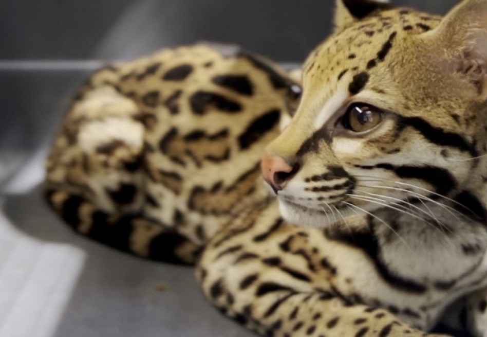 Científicos buscan salvar al ocelote en EE. UU. con reproducción asistida