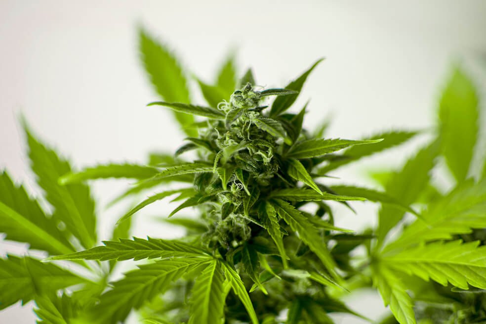 Colombia exporta por primera vez un producto derivado de cannabis