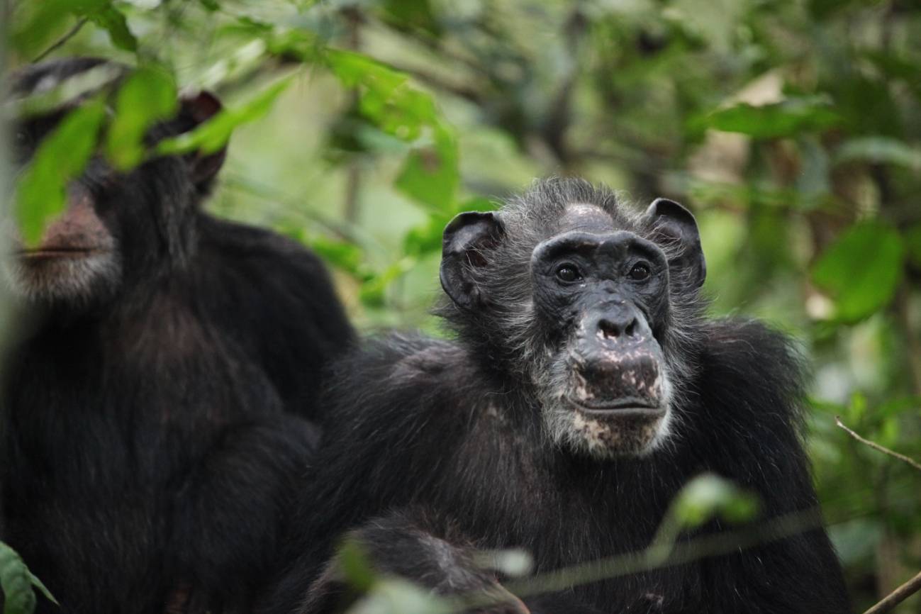 Descubren que las chimpancés también tienen menopausia