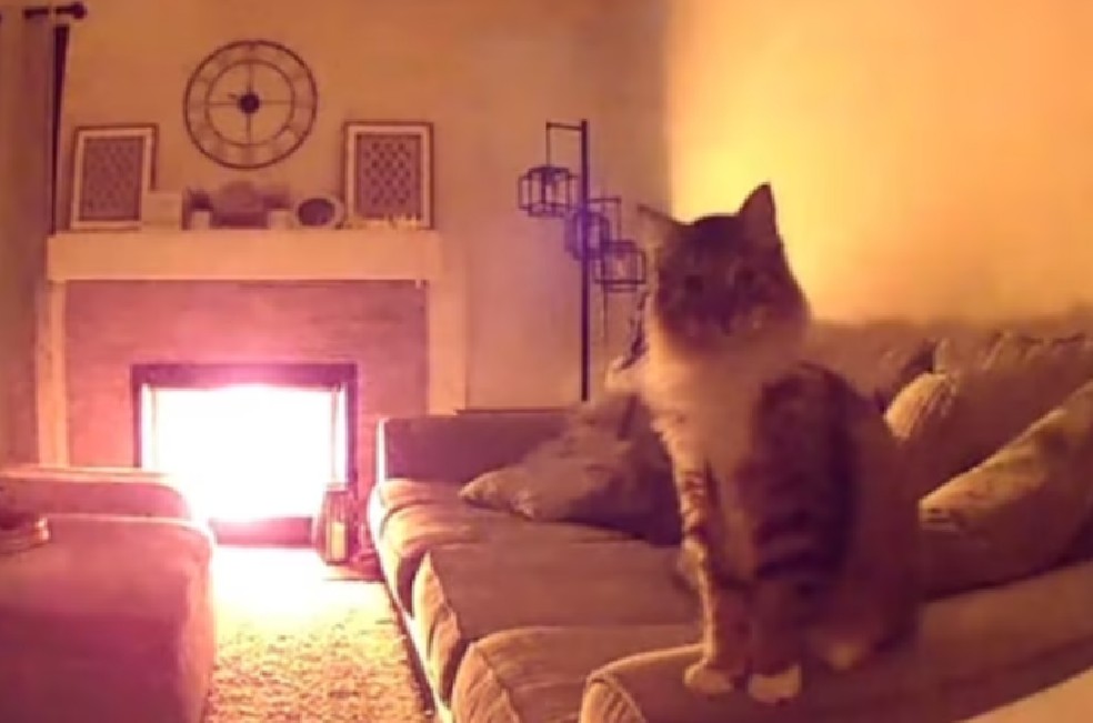 Incendio en una casa fue causado accidentalmente por el gato: esta es la historia