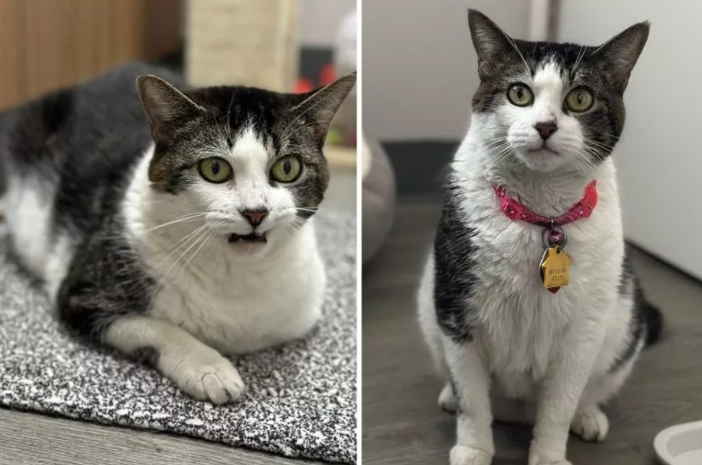 La emotiva historia de Lucinda: 16 años con su dueña y ahora espera adopción