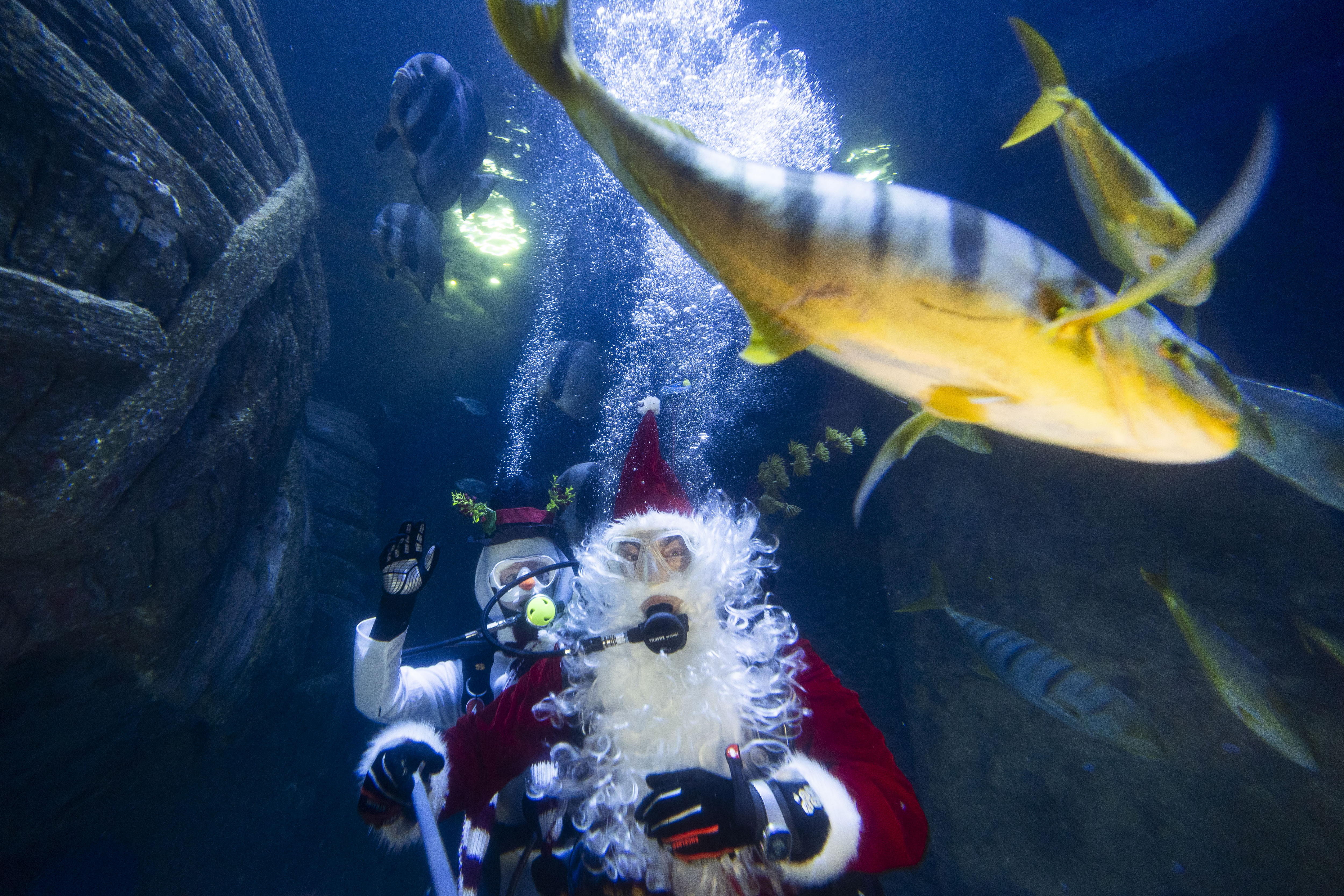 -FOTODELDÍA- MUNICH (ALEMANIA), 06/12/2024.- Buzos vestidos como Papá Noel y un muñeco de nieve nadan este viernes, en una pecera durante un espectáculo en el acuario Sea Life de Múnich (Alemania). EFE/EPA/ANNA SZLAGYI