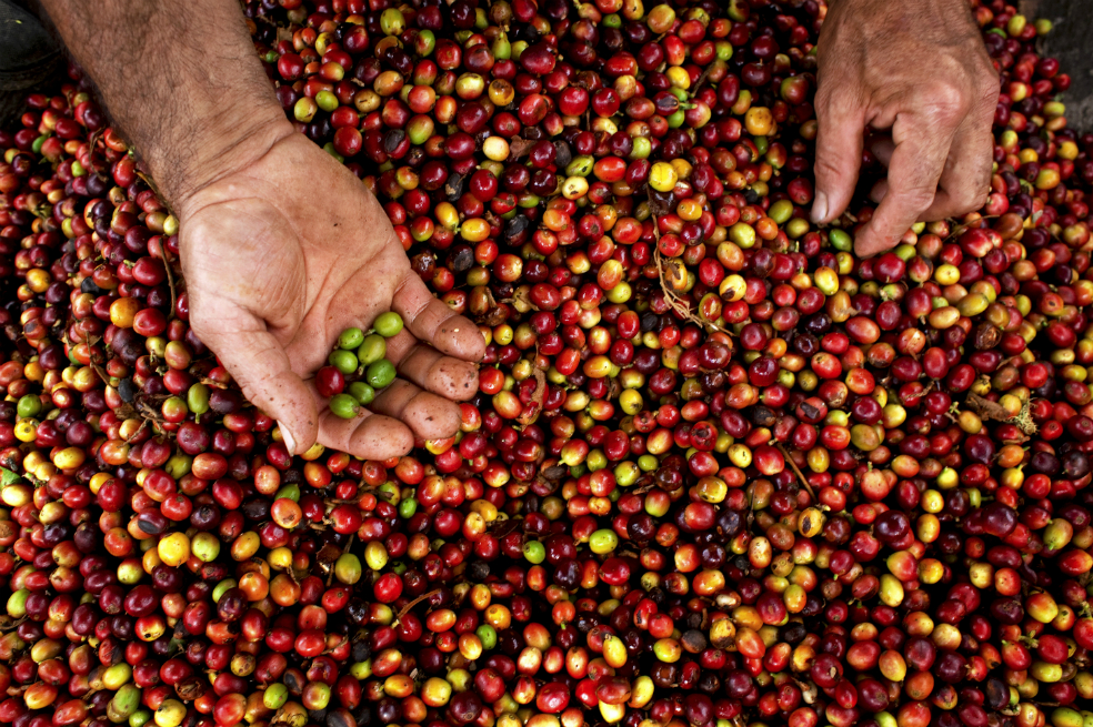 Producción cafetera de Colombia cayó 23,5% en julio de 2018