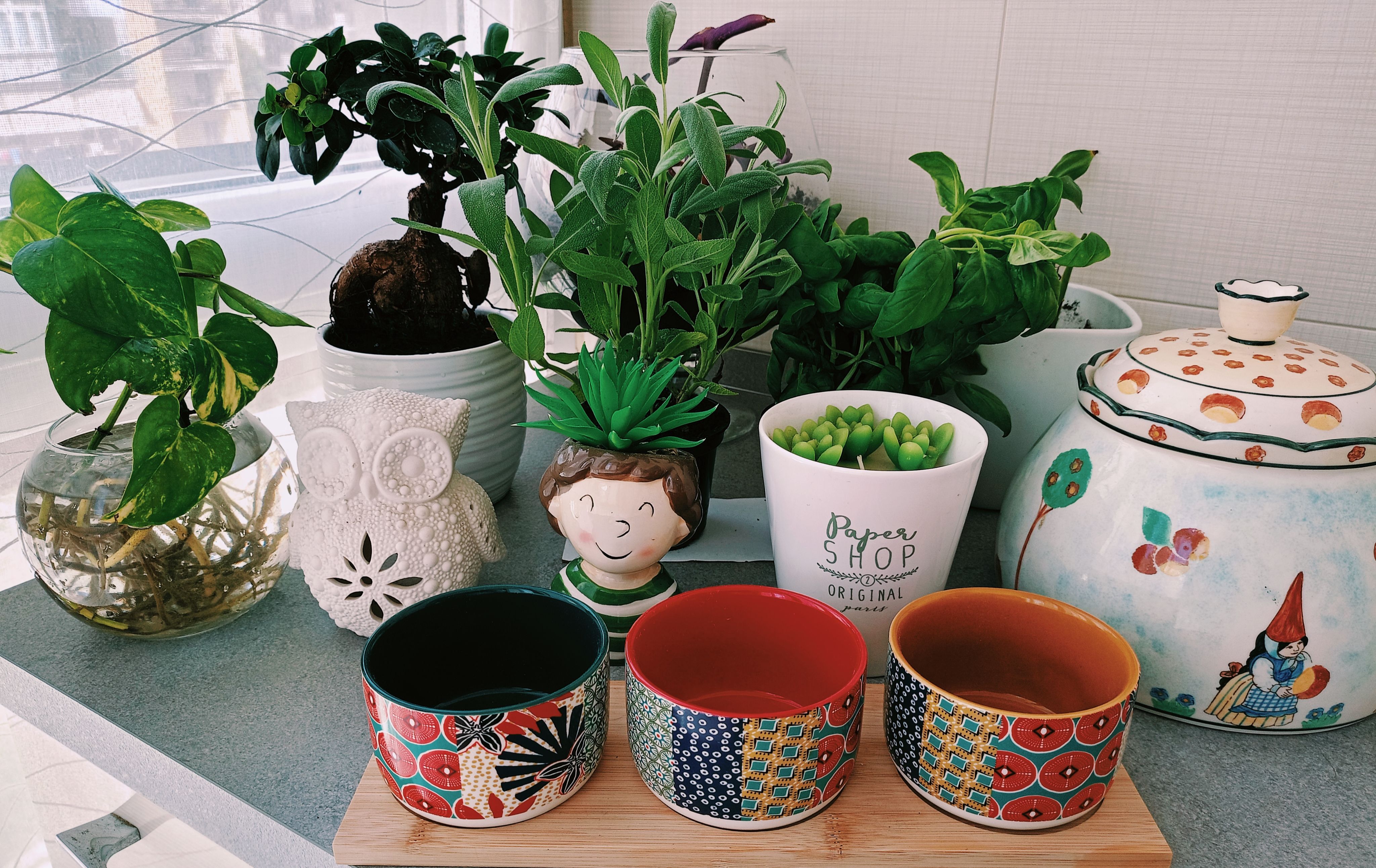 Plantas que necesitan poca luz: siete especies para cultivar en interiores