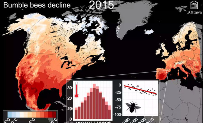 A medida que aumentan las temperaturas desaparecen los abejorros, como muestra este gráfico de 2014. / Peter Soroye et al