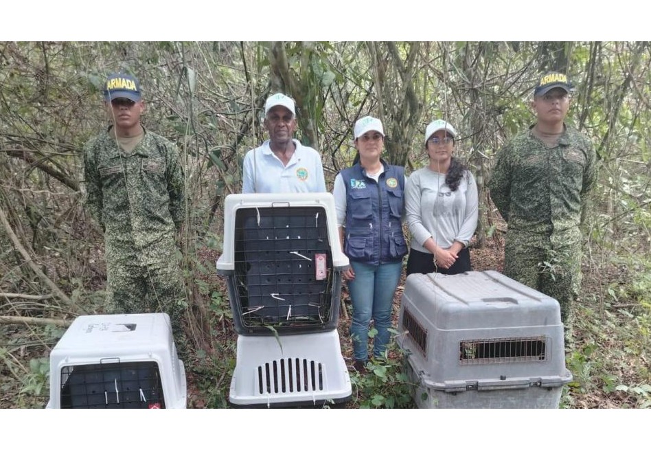 Liberación de iguanas, tortugas y otras especies, refuerza ecosistemas del Caribe