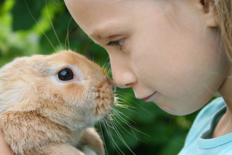 Los animales que nos curan