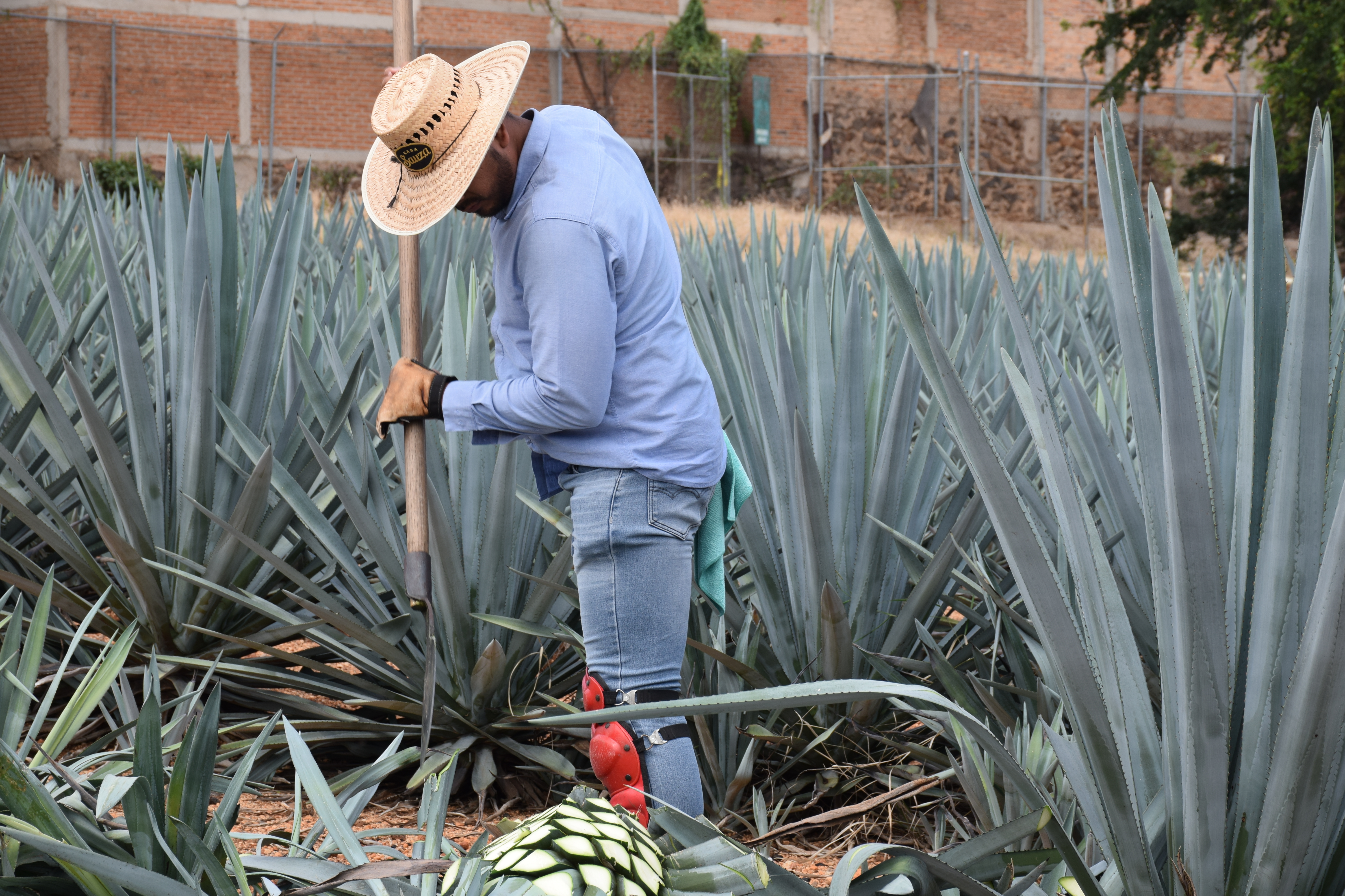 Tequila