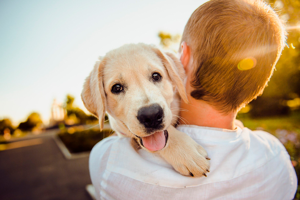 ¿Qué razas de perros son buenas con los niños pequeños?