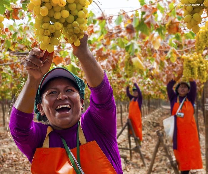 Una botella de pisco utiliza aproximadamente 7 kilos de uva, para el caso del pisco mosto verde, se pueden utilizar hasta 14 kilos de uvas pisqueras.