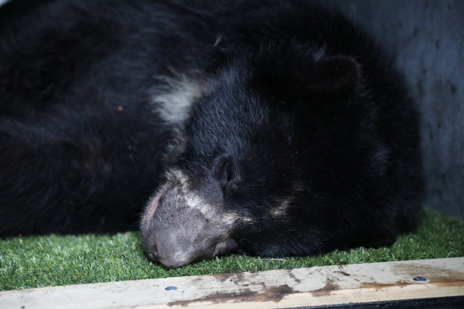Tras su paso por el Parque Jaime Duque, el oso Tamá vuelve a su hábitat con collar satelital