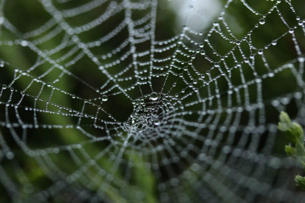 Encuentran por qué la seda de araña es el elemento más resistente del mundo