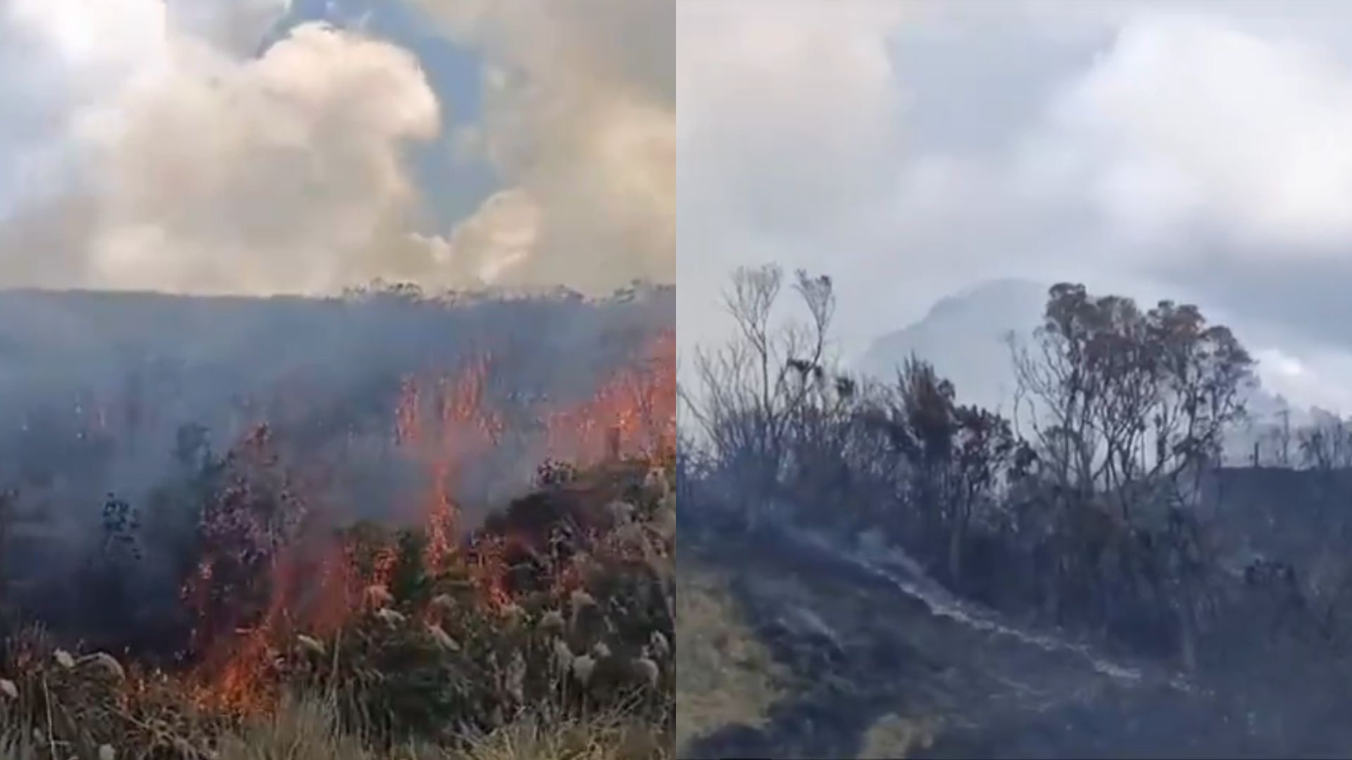 Se registra incendio en reserva forestal El Toro (Tolima), cerca a PNN Los Nevados