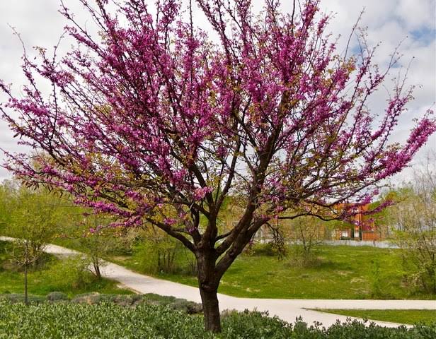 El árbol del amor (Cercis siliquastrum) es una especie ornamental de pequeño porte, originaria de la región mediterránea y Asia occidental, apreciada por su espectacular floración. Puede alcanzar entre 4 y 6 metros de altura y se caracteriza por producir abundantes flores de color rosa o lila que brotan directamente sobre las ramas e incluso el tronco antes de que aparezcan las hojas. Estas últimas tienen forma de corazón, lo que ha contribuido a su nombre popular y lo convierte en uno de los árboles más llamativos para jardines y espacios urbanos.