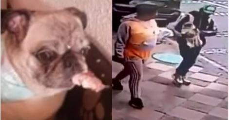 (Video) Se robaron una perrita Pug en la puerta de una vivienda en Bogotá