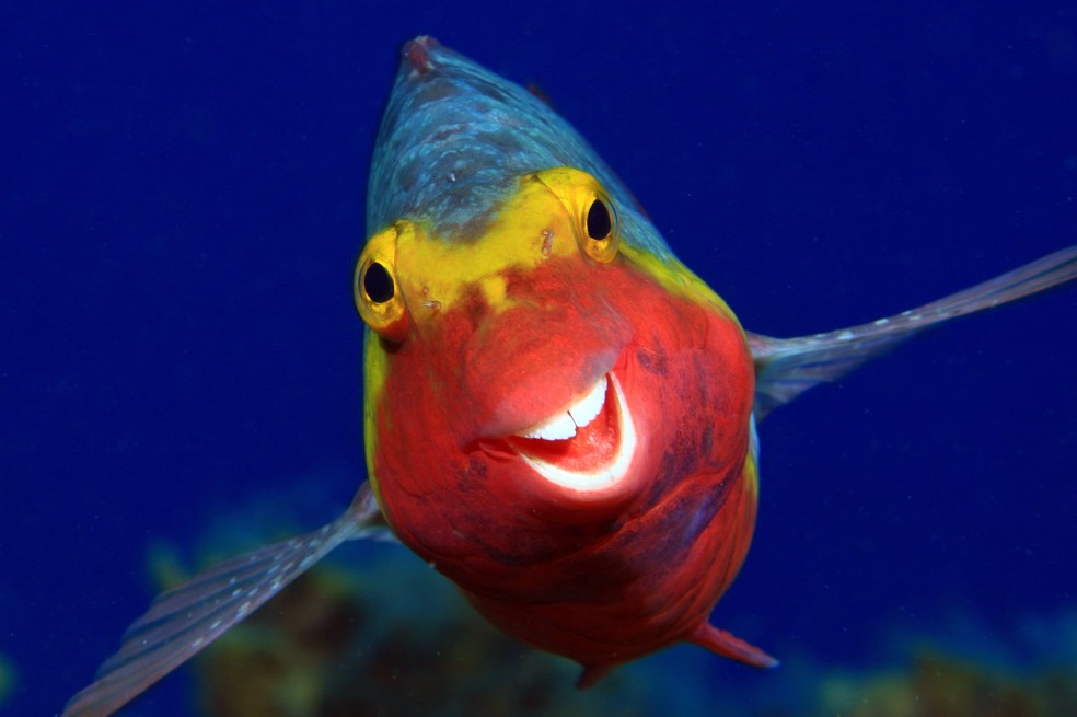 Smiley, El Hierro: Esta fotografía fue tomada en las Islas Canarias a un  Sparisoma cretense, una de las especies endémicas de peces del lugar.