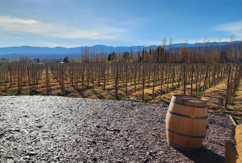 Listán, corazón del vino americano