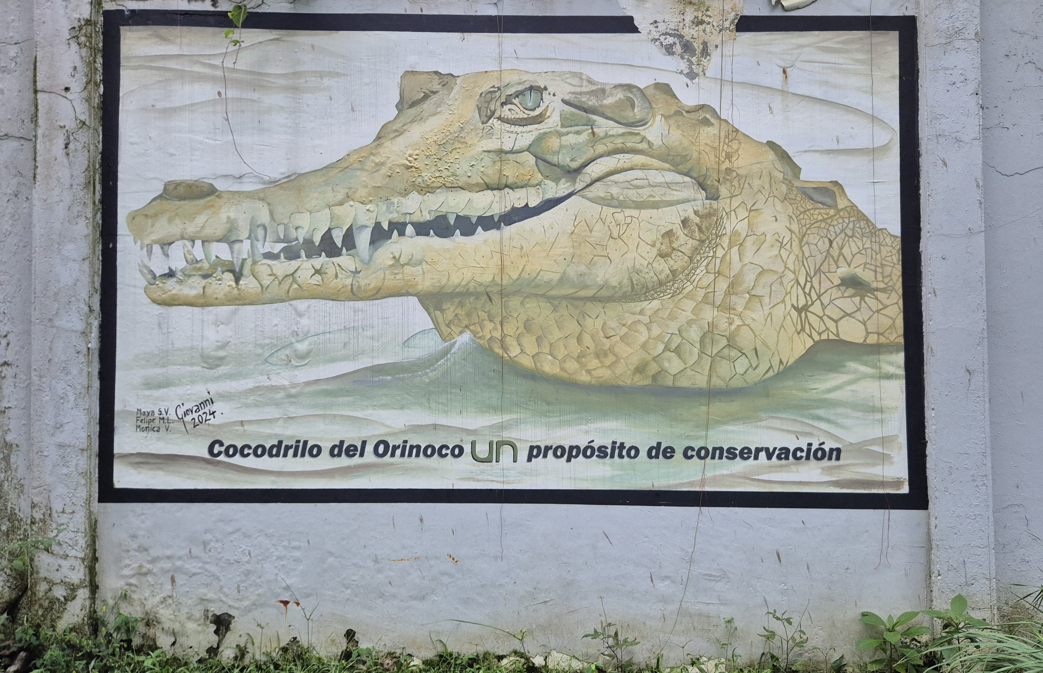 La novela del caimán llanero, parte 3: La casa de los cocodrilos esconde un silencioso caos