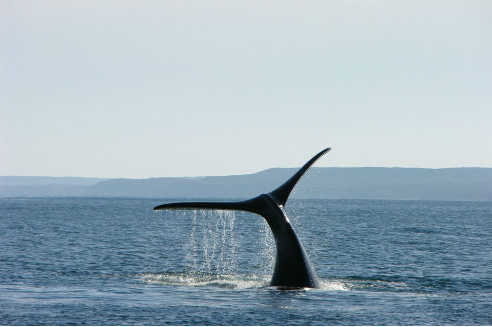 Cinco años vetado: publican en Australia impactante video de caza de ballenas