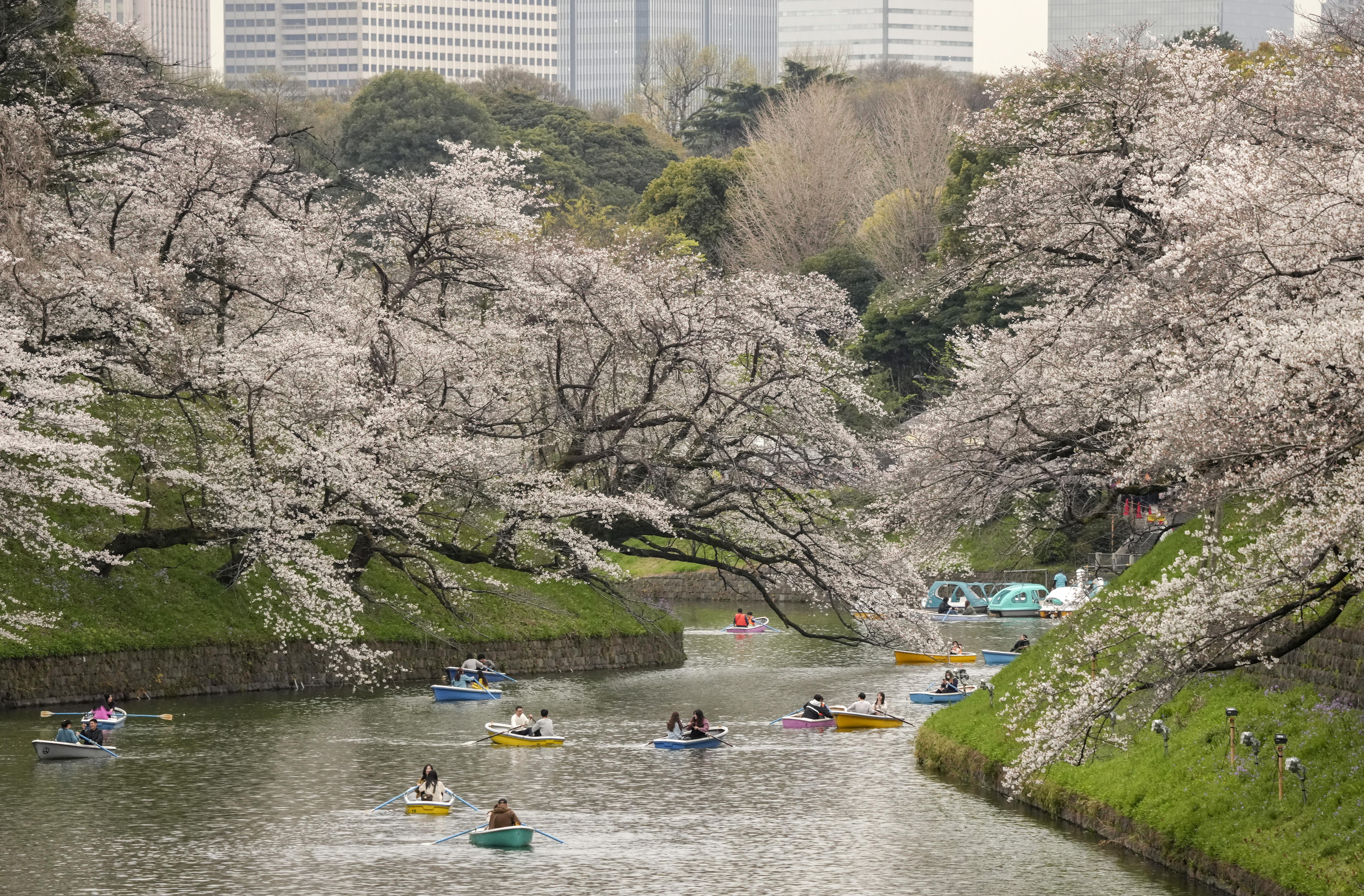 Tokio se llena de cerezos: así es la floración en primavera