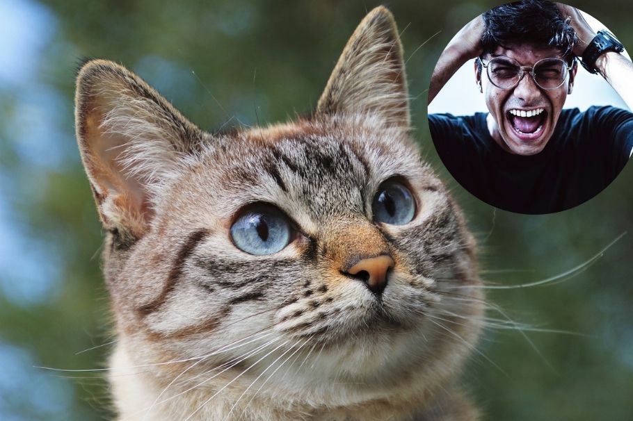 10 cosas que los gatos odian de los humanos