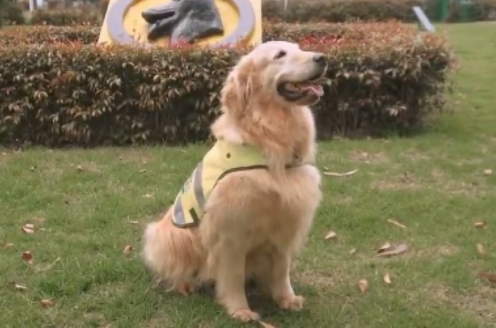 Mona, una heroína de cuatro patas, está lista para encontrar un hogar