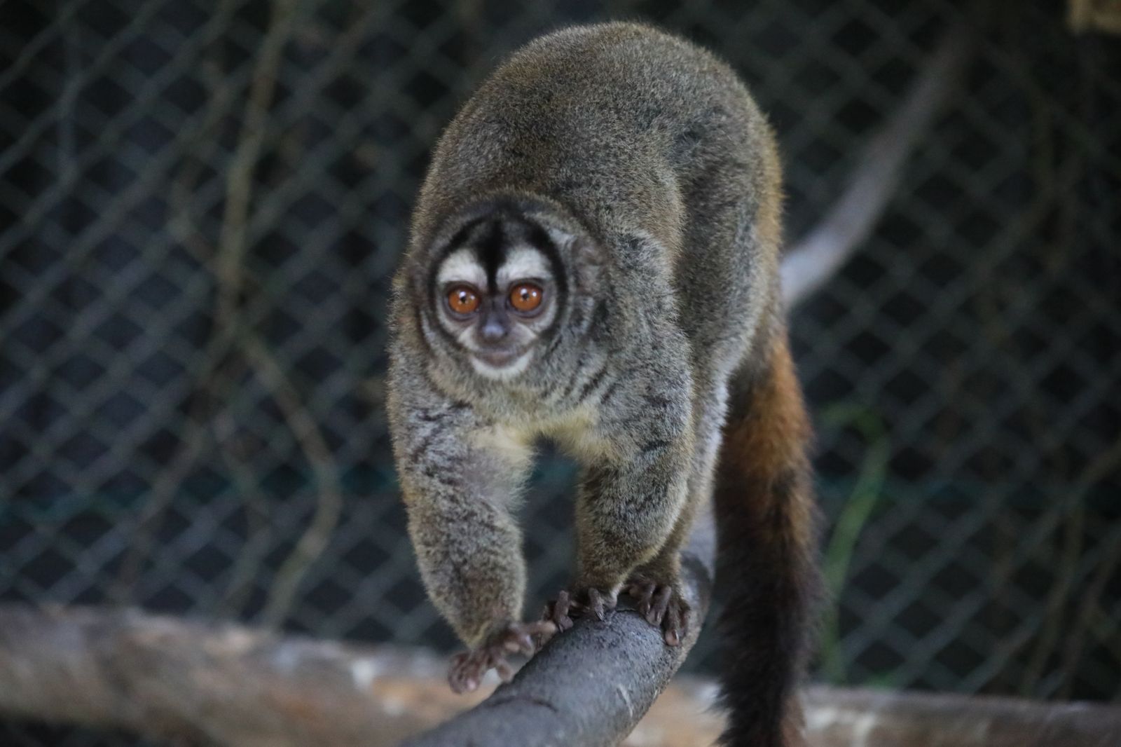 En su primer mes, línea de atención de fauna silvestre recibió 200 reportes