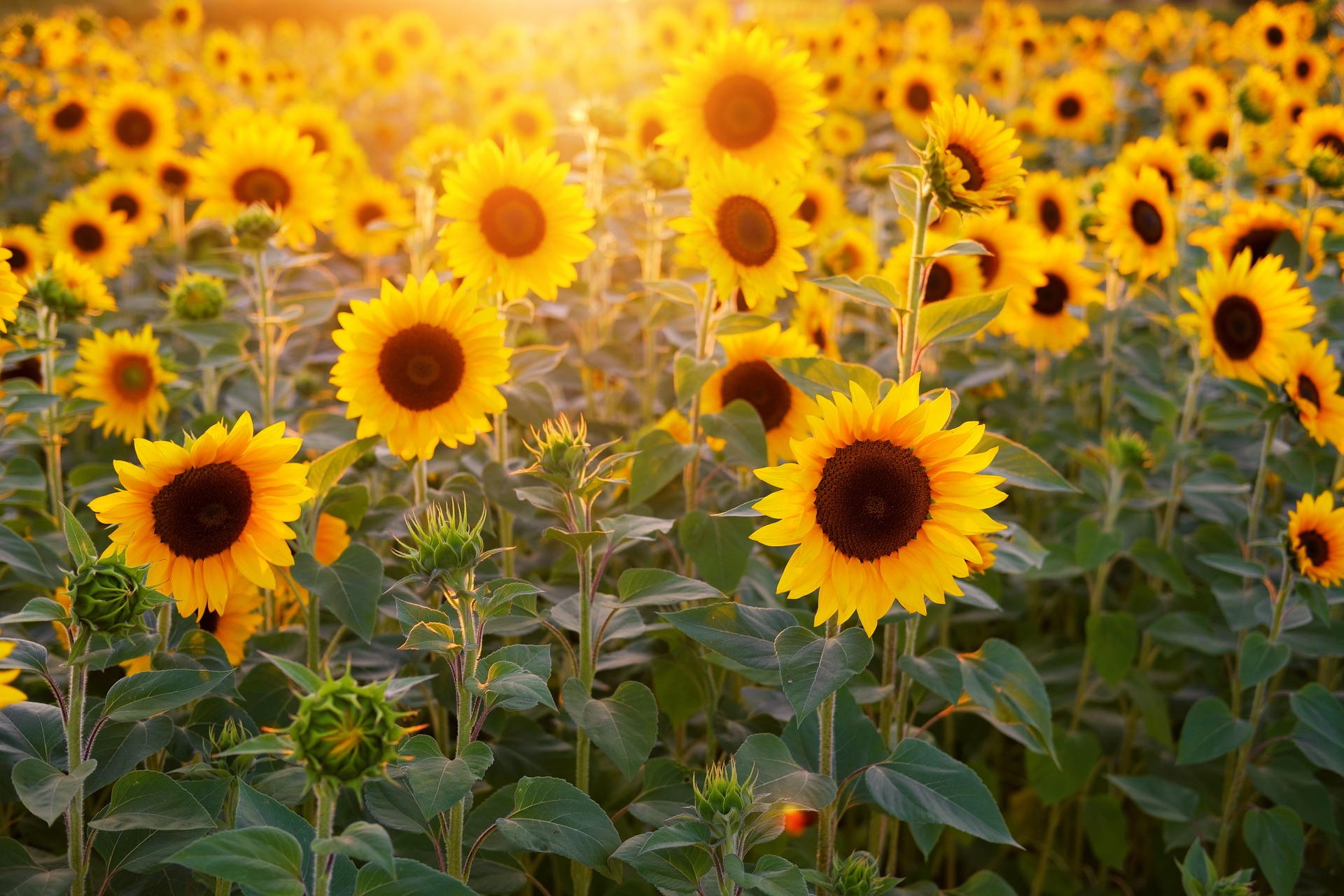 El camino del Girasol o la ruta hacia la luz: cómo cuidar esta planta en casa
