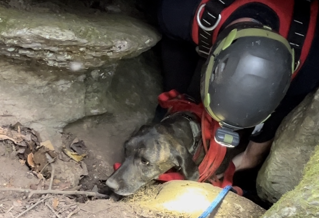 Rescatistas entraron a una cueva para salvar a un perro y se encontraron con un oso