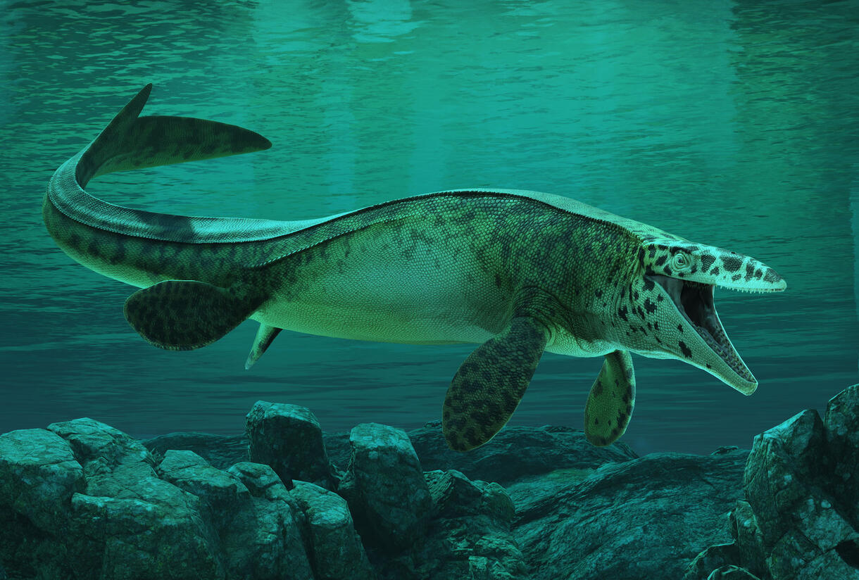 “Tylosaurus rex”, el nuevo reptil marino de 13 metros descrito por un grupo de paleontólogos