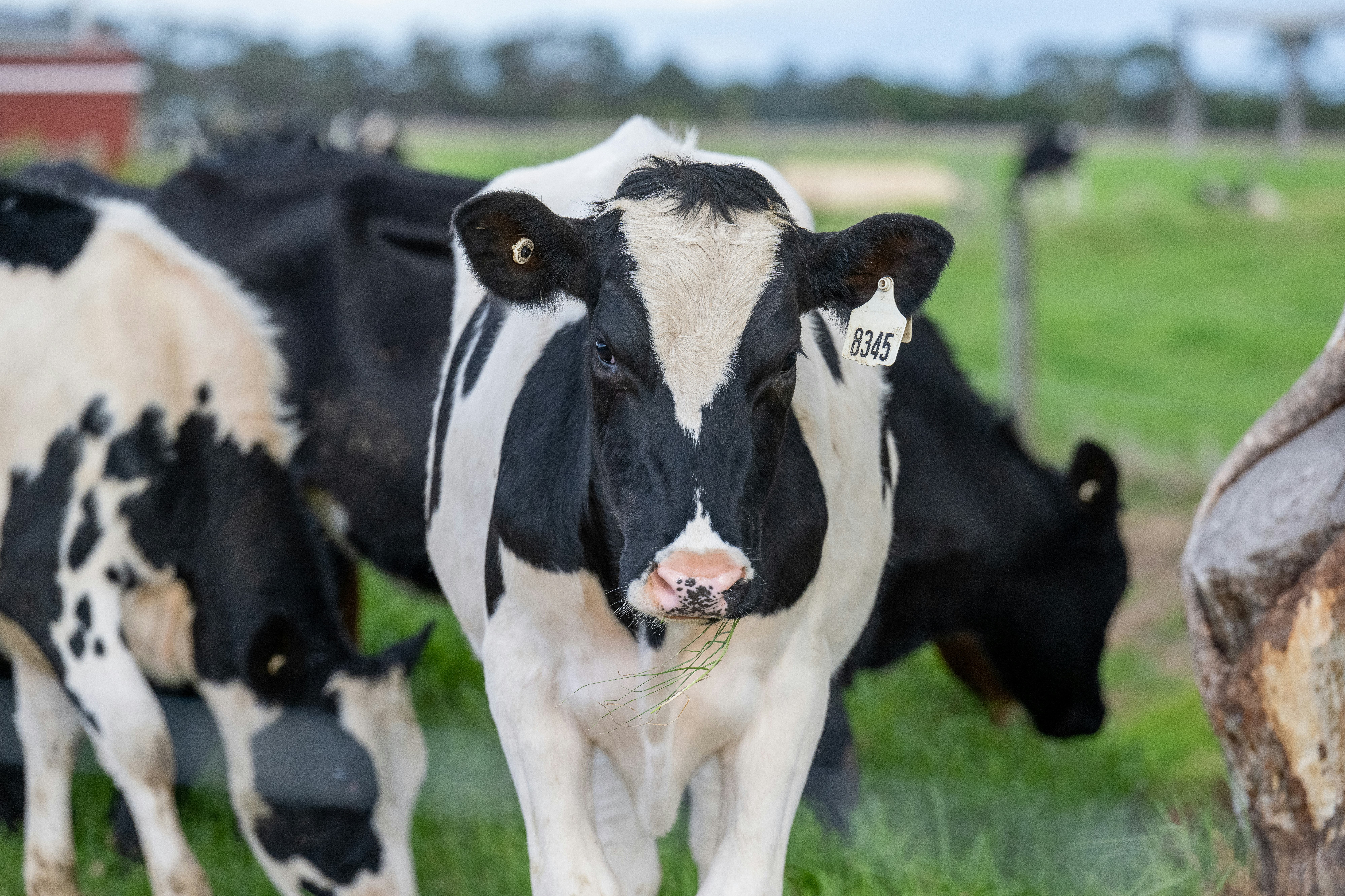 ¿Por qué una vaca deja de producir leche? Algunas razones comunes