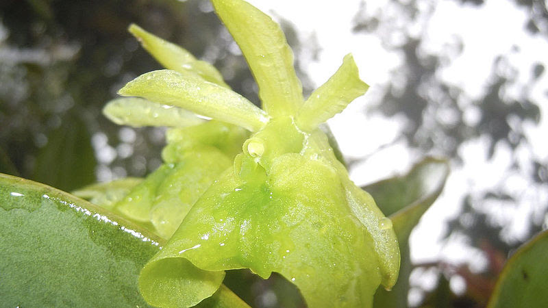 El estudio sobre orquídeas que evitó explotación minera en Fusagasugá