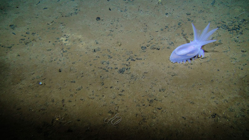Descubrieron fuentes de oxígeno en las profundidades del Océano Pacífico
