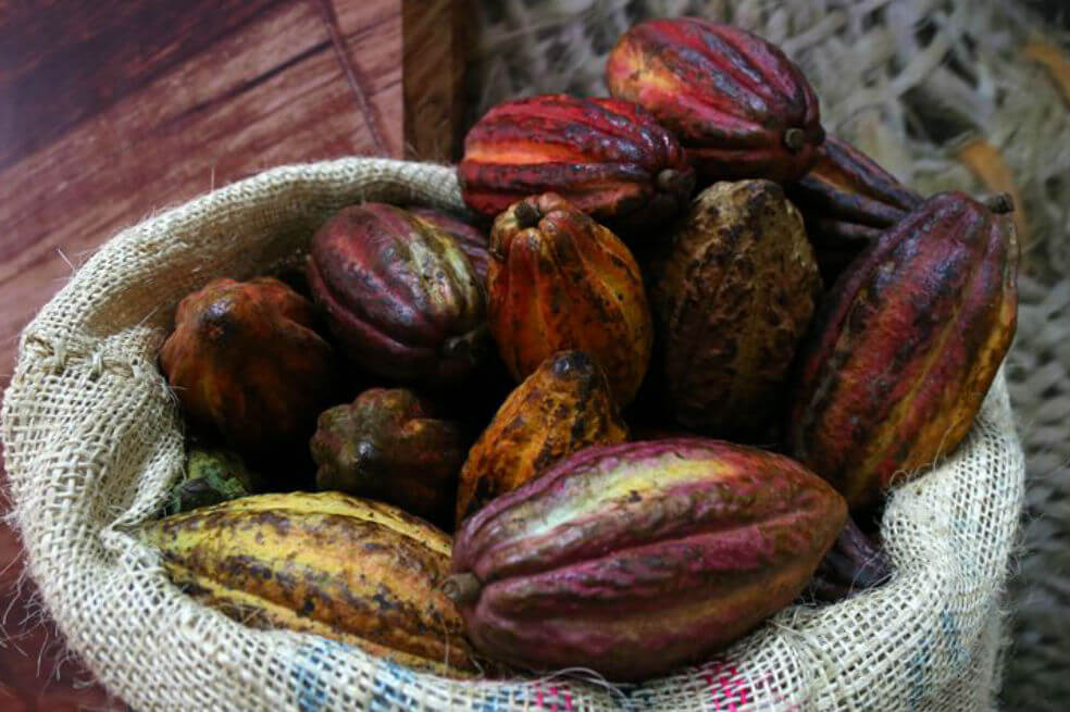 El cacao, un alimento que llevó paz a zonas de Colombia donde antes había guerra