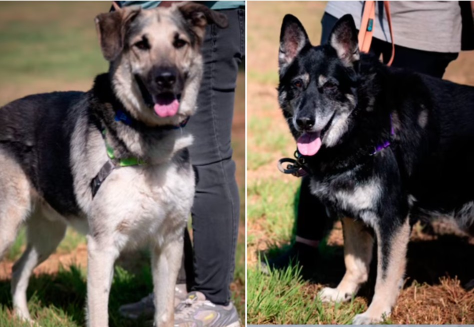 Nala y Poe: adoptados y devueltos juntos al refugio. Su historia rompe el corazón
