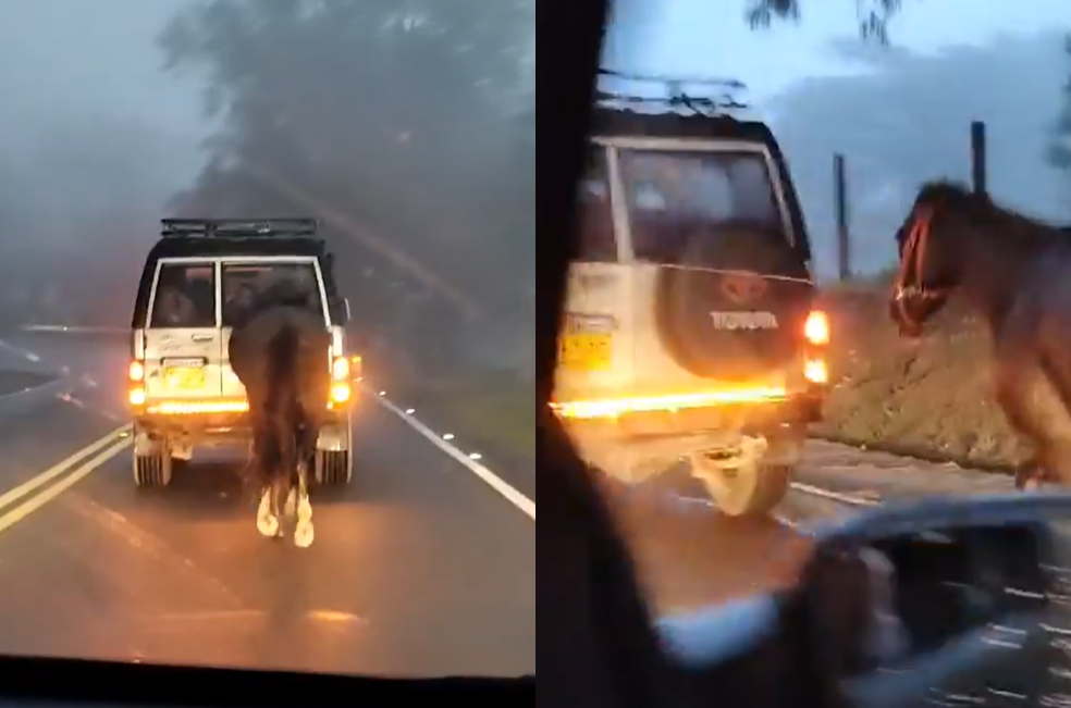 Autoridades investigan el caso de un caballo que corría atado a una camioneta